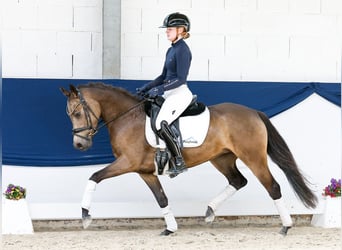 Deutsches Reitpony, Stute, 4 Jahre, 144 cm, Falbe