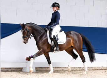 Deutsches Reitpony, Stute, 4 Jahre, 146 cm, Schwarzbrauner