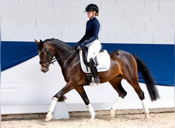 Deutsches Reitpony, Stute, 4 Jahre, 146 cm, Schwarzbrauner