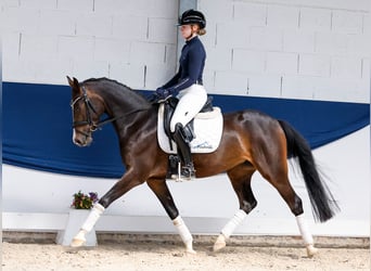 Deutsches Reitpony, Stute, 4 Jahre, 146 cm, Schwarzbrauner
