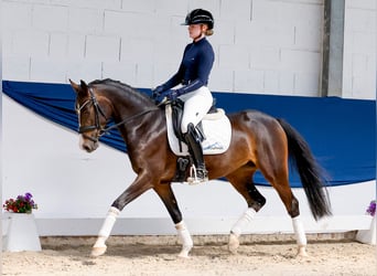 Deutsches Reitpony, Stute, 4 Jahre, 146 cm, Schwarzbrauner
