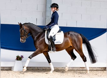 Deutsches Reitpony, Stute, 4 Jahre, 146 cm, Schwarzbrauner