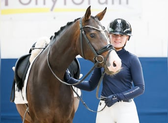 Deutsches Reitpony, Stute, 4 Jahre, 146 cm, Schwarzbrauner