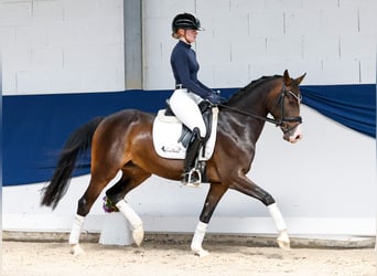 Deutsches Reitpony, Stute, 4 Jahre, 146 cm, Schwarzbrauner