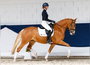 Deutsches Reitpony, Stute, 5 Jahre, 160 cm, Fuchs