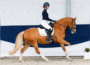 Deutsches Reitpony, Stute, 5 Jahre, 160 cm, Fuchs
