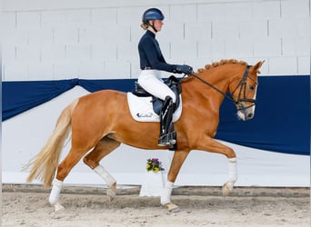 Deutsches Reitpony, Stute, 5 Jahre, 160 cm, Fuchs