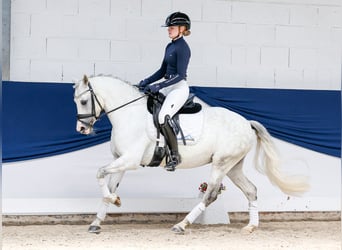 Deutsches Reitpony, Stute, 9 Jahre, 139 cm, Schimmel