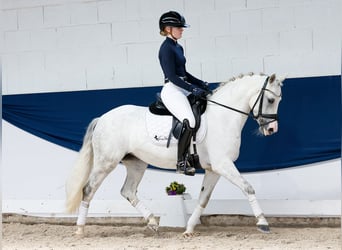 Deutsches Reitpony, Stute, 9 Jahre, 139 cm, Schimmel