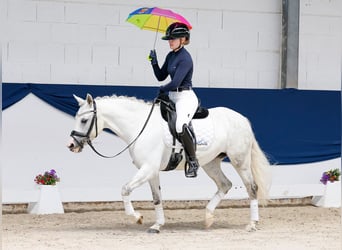 Deutsches Reitpony, Stute, 9 Jahre, 139 cm, Schimmel