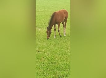 Deutsches Reitpony, Stute, Fohlen (03/2026), Brauner