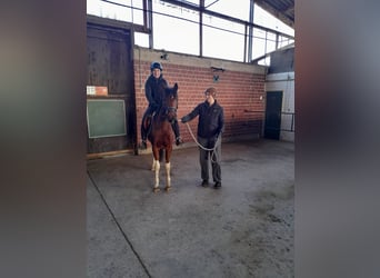 Deutsches Reitpony, Wallach, 3 Jahre, 144 cm, Schecke