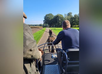 Deutsches Reitpony, Wallach, 3 Jahre, 144 cm, Schecke