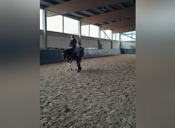 Deutsches Reitpony, Wallach, 3 Jahre, 144 cm, Schecke
