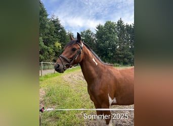 Deutsches Reitpony, Wallach, 3 Jahre, 144 cm, Schecke