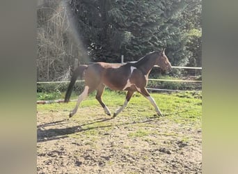 Deutsches Reitpony, Wallach, 3 Jahre, 144 cm, Schecke