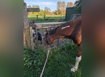 Deutsches Reitpony, Wallach, 3 Jahre, 144 cm, Schecke