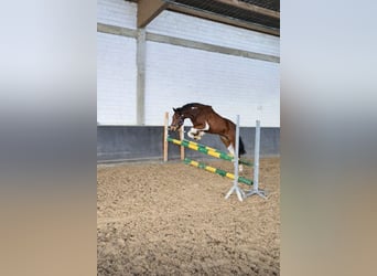 Deutsches Reitpony, Wallach, 3 Jahre, 144 cm, Schecke