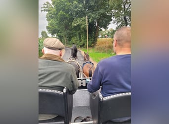 Deutsches Reitpony, Wallach, 3 Jahre, 144 cm, Schecke