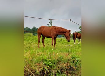 Deutsches Reitpony, Wallach, 3 Jahre, Fuchs