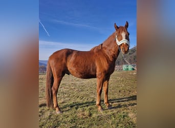 Deutsches Reitpony, Wallach, 3 Jahre, Fuchs