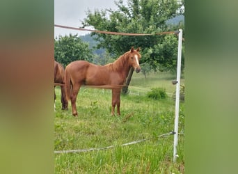 Deutsches Reitpony, Wallach, 3 Jahre, Fuchs