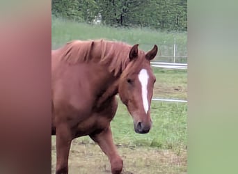 Deutsches Reitpony, Wallach, 3 Jahre, Fuchs