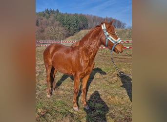 Deutsches Reitpony, Wallach, 3 Jahre, Fuchs