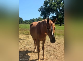 Deutsches Reitpony, Wallach, 3 Jahre, Fuchs