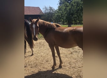 Deutsches Reitpony, Wallach, 3 Jahre, Fuchs