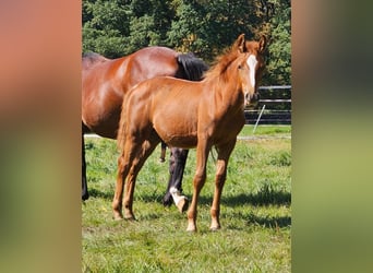 Deutsches Reitpony, Wallach, 3 Jahre, Fuchs