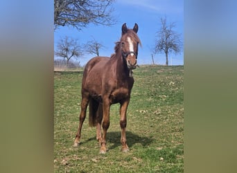 Deutsches Reitpony, Wallach, 3 Jahre, Fuchs