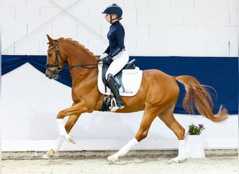 Deutsches Reitpony, Wallach, 4 Jahre, 146 cm, Fuchs