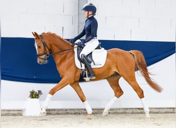 Deutsches Reitpony, Wallach, 4 Jahre, 146 cm, Fuchs