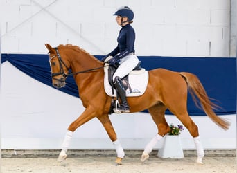 Deutsches Reitpony, Wallach, 4 Jahre, 146 cm, Fuchs