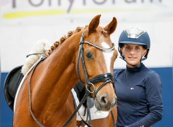 Deutsches Reitpony, Wallach, 4 Jahre, 146 cm, Fuchs