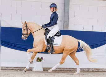 Deutsches Reitpony, Wallach, 4 Jahre, 147 cm, Palomino