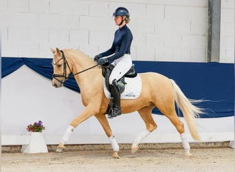 Deutsches Reitpony, Wallach, 4 Jahre, 147 cm, Palomino