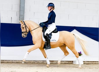 Deutsches Reitpony, Wallach, 4 Jahre, 147 cm, Palomino