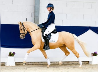 Deutsches Reitpony, Wallach, 4 Jahre, 147 cm, Palomino
