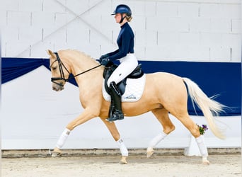 Deutsches Reitpony, Wallach, 4 Jahre, 147 cm, Palomino