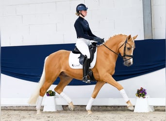 Deutsches Reitpony, Wallach, 4 Jahre, 148 cm, Palomino