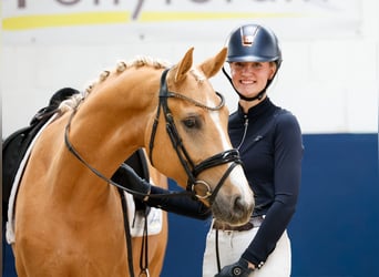 Deutsches Reitpony, Wallach, 4 Jahre, 148 cm, Palomino