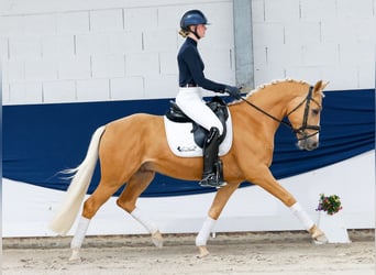 Deutsches Reitpony, Wallach, 4 Jahre, 148 cm, Palomino