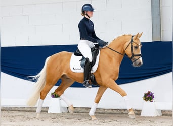 Deutsches Reitpony, Wallach, 4 Jahre, 148 cm, Palomino