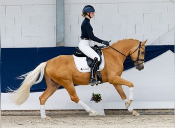 Deutsches Reitpony, Wallach, 4 Jahre, 148 cm, Palomino
