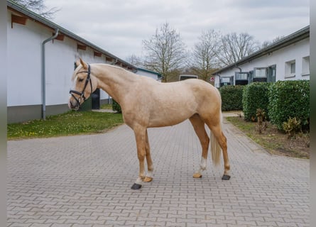 Deutsches Reitpony, Wallach, 4 Jahre, 148 cm, Palomino