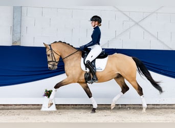 Deutsches Reitpony, Wallach, 5 Jahre, 152 cm, Falbe