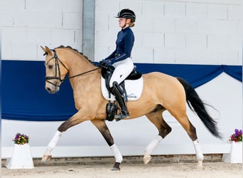 Deutsches Reitpony, Wallach, 5 Jahre, 152 cm, Falbe