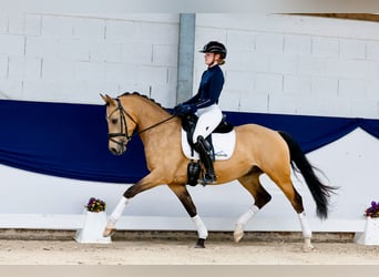 Deutsches Reitpony, Wallach, 5 Jahre, 152 cm, Falbe